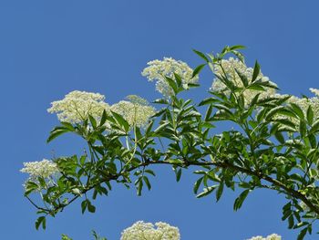 Low angle view of white flowering plant in bloom against blue sky