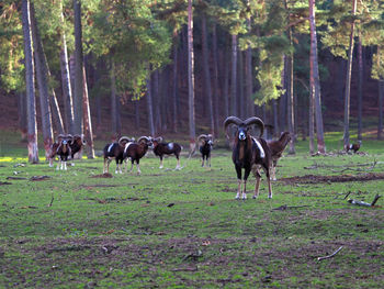 Horses in a field