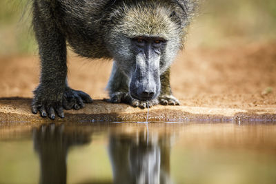 Close-up of monkeys