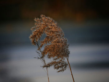 Close-up of plant against sky