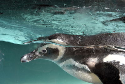 Close-up of penguin swimming in sea