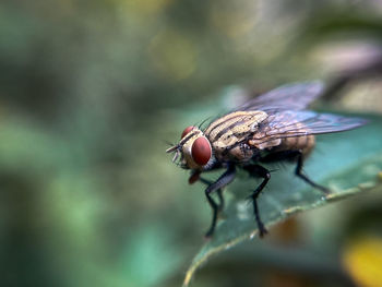 Close-up of fly