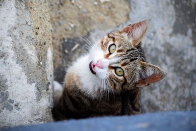 Close-up of cat meowing