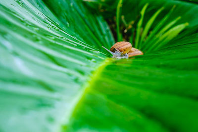 Close-up of insect on leaf