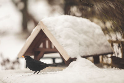 Bird perching on snow
