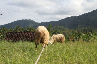 View of sheep on field against sky