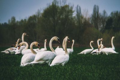 View of swans on field