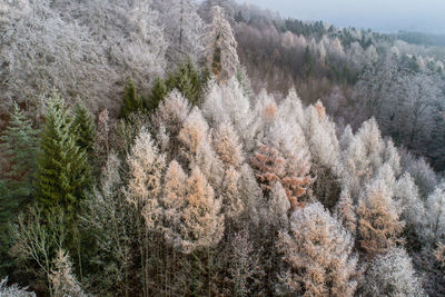 Pine trees in forest during winter