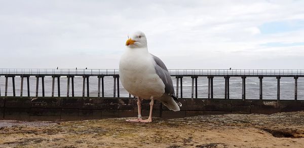 Seagull perching on railing against sea