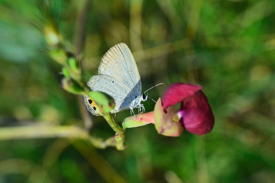 Close-up of butterfly pollinating flower