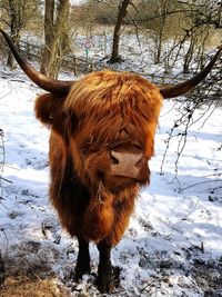 Cow standing on snow field