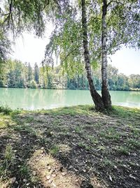 Scenic view of lake against trees