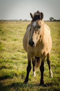 Horse standing in a field