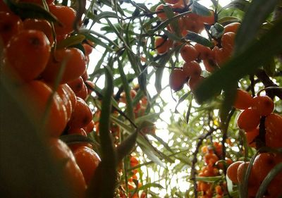 Low angle view of fruits on tree