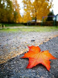 Close-up of maple leaves fallen on tree during autumn