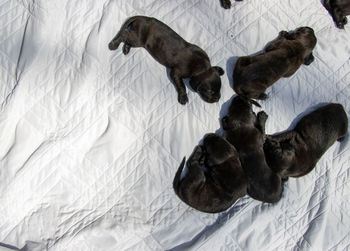 High angle view of a dog resting on bed