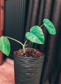 leaf