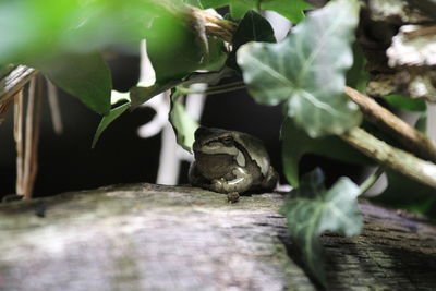 Close-up of frog on plant