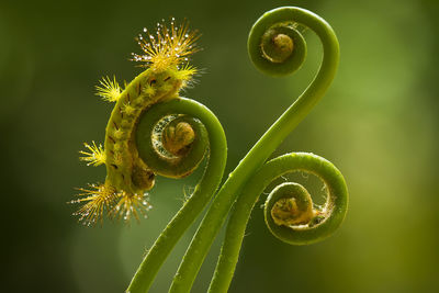 Fire caterpillar on fern