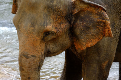 Elephant in the river at the pinnawala elephant orphanage sri lanka