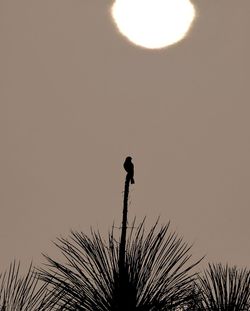 Low angle view of silhouette bird against clear sky