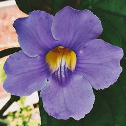 Macro shot of purple flower