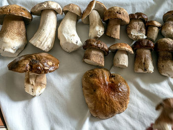 Fresh porcini mushrooms of various sizes washed for cooking laid out on a towel to dry