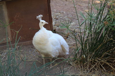 Close-up of swan on field