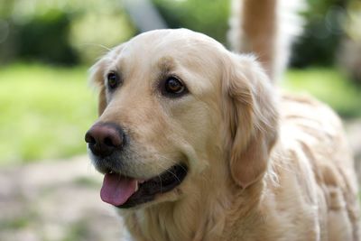 Close-up portrait of dog looking away