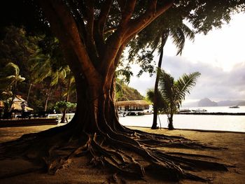 Palm trees on beach against sky