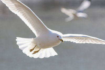 Close-up of seagull flying