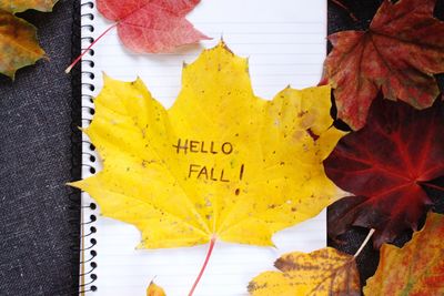 Close-up of yellow autumn leaves