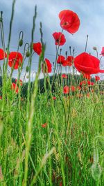 Close-up of red poppy flowers in field