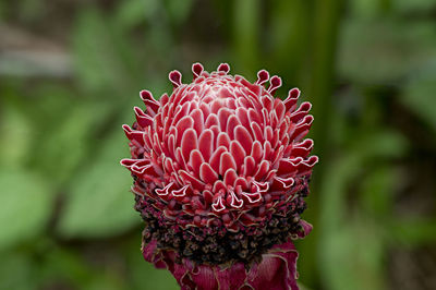 Close-up of red flower