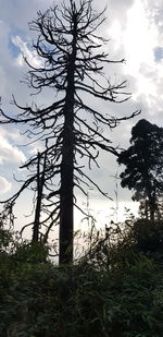 Low angle view of silhouette tree on field against sky