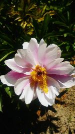 Close-up of pink flower