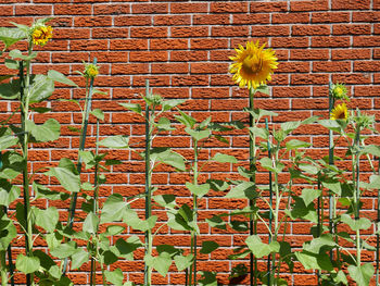 Full frame shot of sunflower on wall