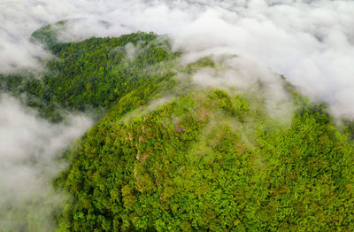 Scenic view of forest against sky