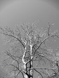 Bare trees in front of building