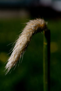 Close-up of dandelion against blurred background