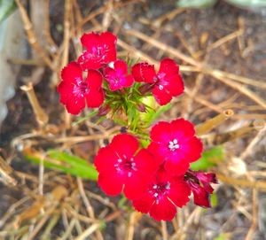 Close-up of red flowers blooming outdoors