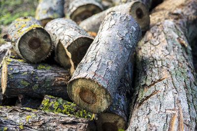 Close-up of logs in forest