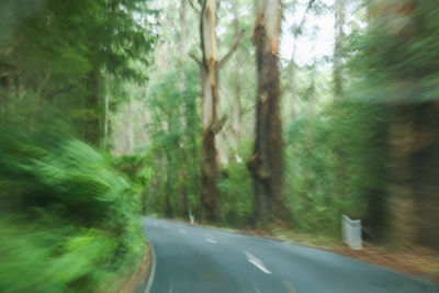 Blurred motion of road amidst trees in forest