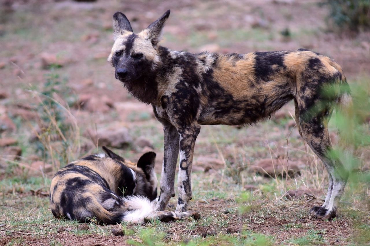 Wilddogs