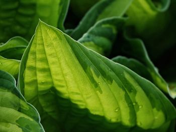 Full frame shot of green leaves