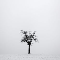 Bare tree on snow covered field against sky