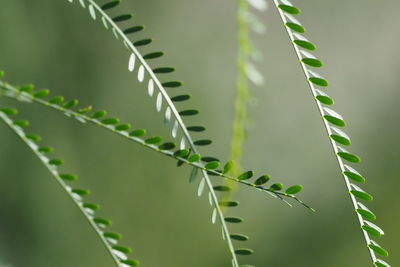 Close-up of succulent plant