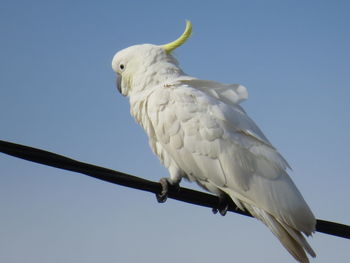 Low angle view of bird perching on branch against sky