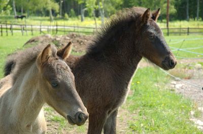 Horses in a field