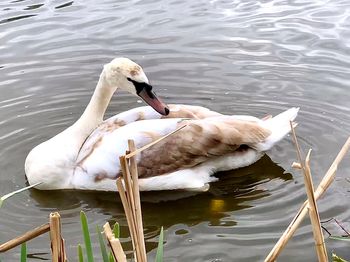 Swan swimming on lake